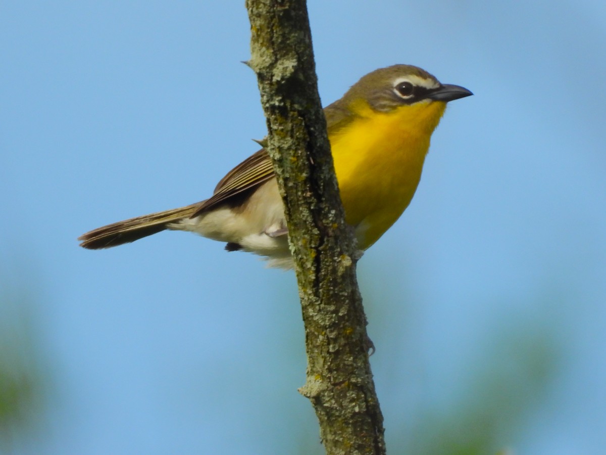 Yellow-breasted Chat - ML618851658