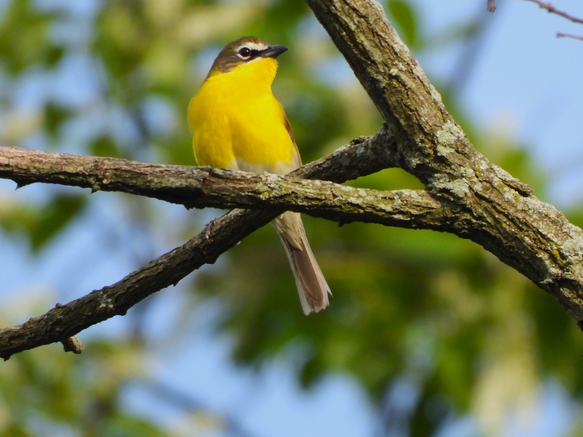 Yellow-breasted Chat - ML618851659