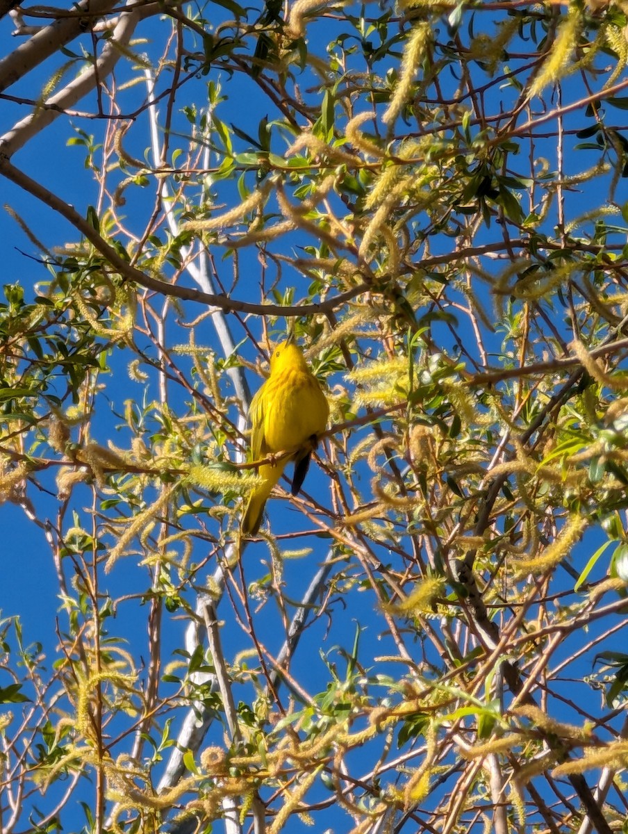 Yellow Warbler - Ryan Gardner