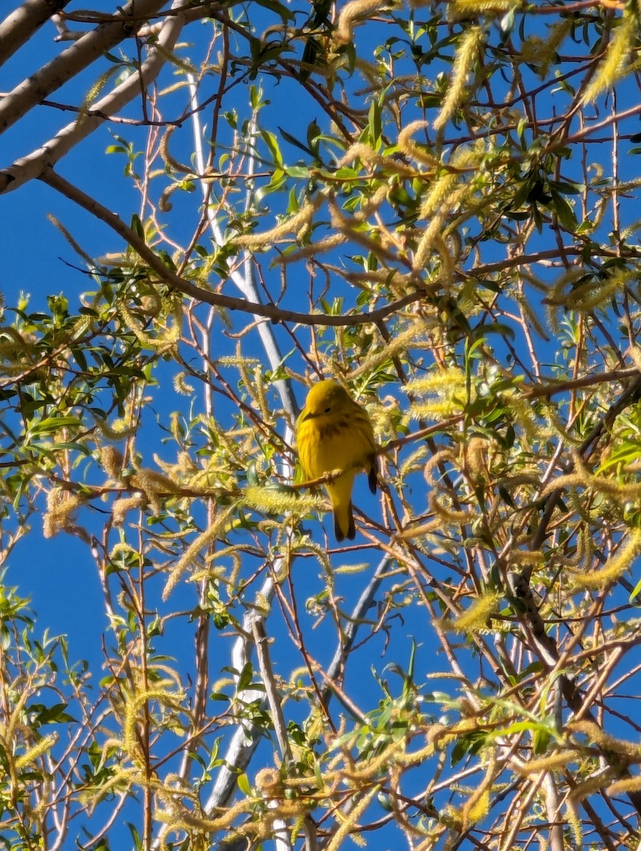 Yellow Warbler - Ryan Gardner
