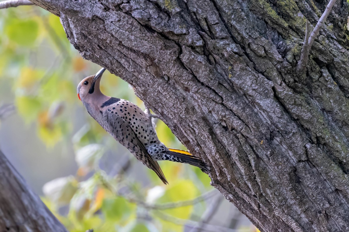 Northern Flicker - Mike Affinito