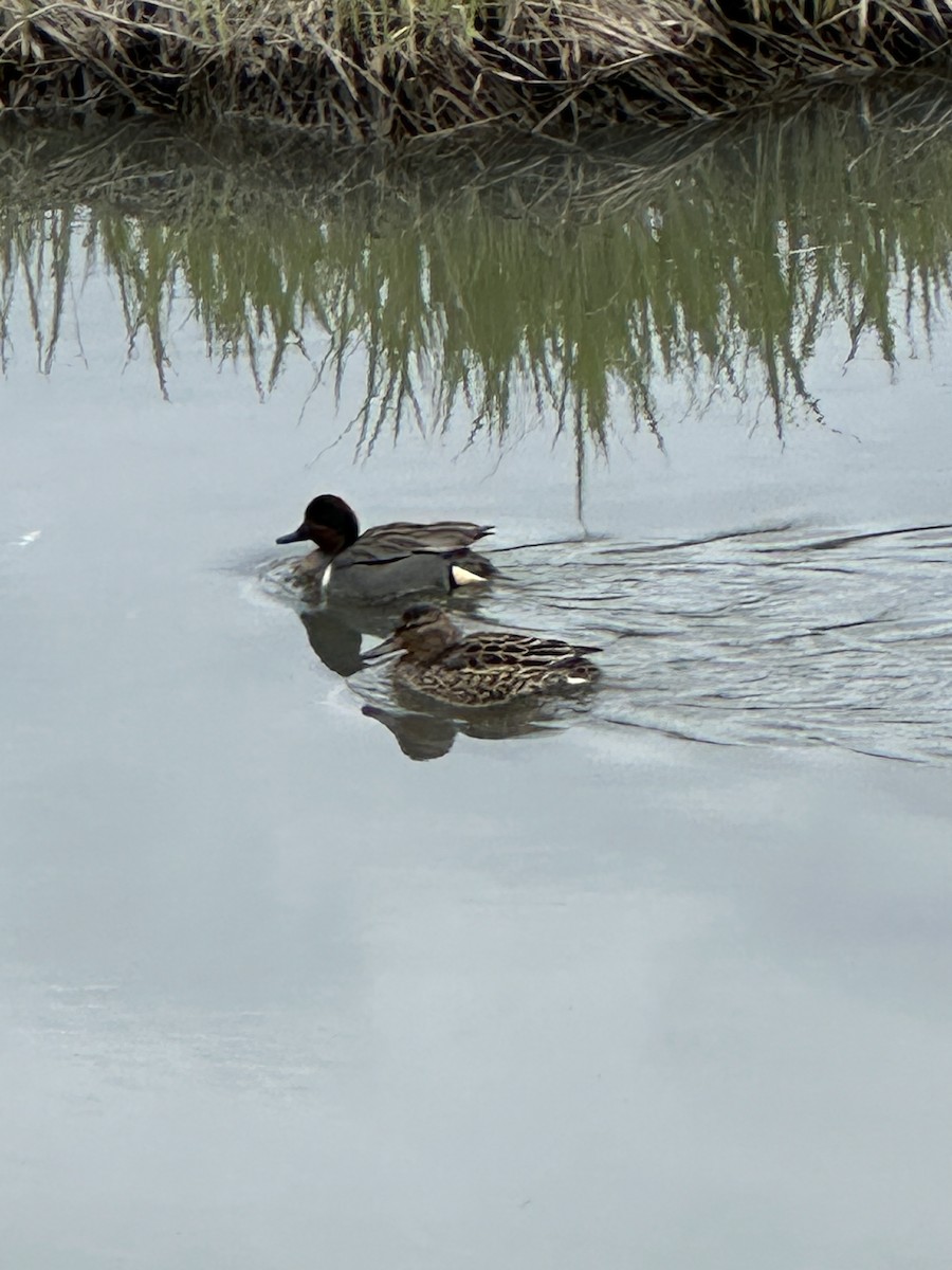 Green-winged Teal - Anthony Newcomer