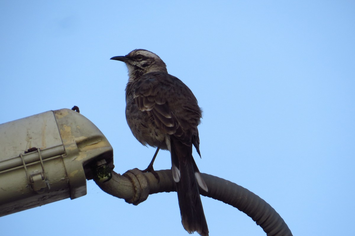 Long-tailed Mockingbird - ML618851717