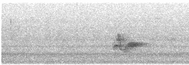 Kara Boğazlı Kolibri - ML618851760