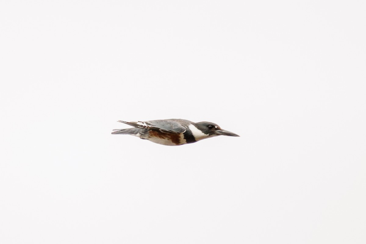 Belted Kingfisher - Leena M