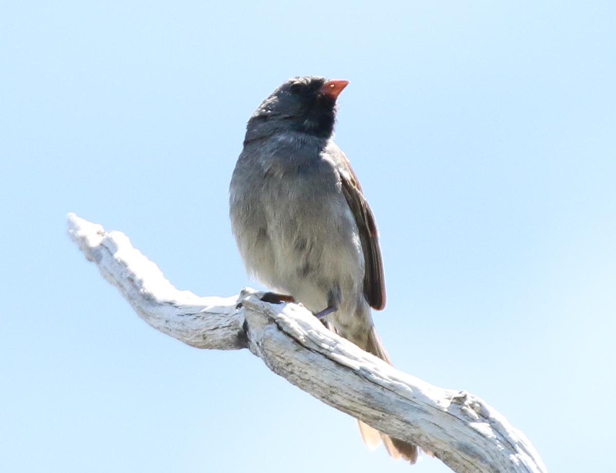 Black-chinned Sparrow - C. Jackson