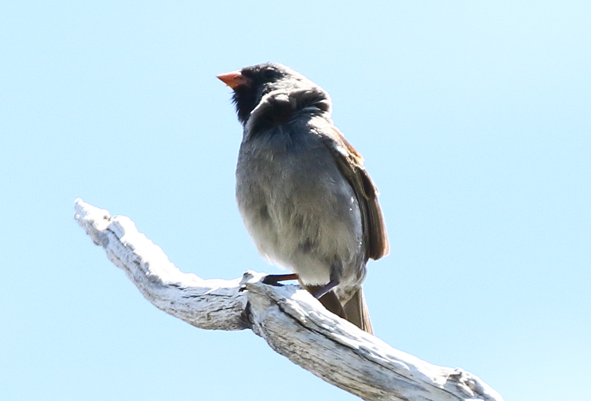 Black-chinned Sparrow - ML618851808