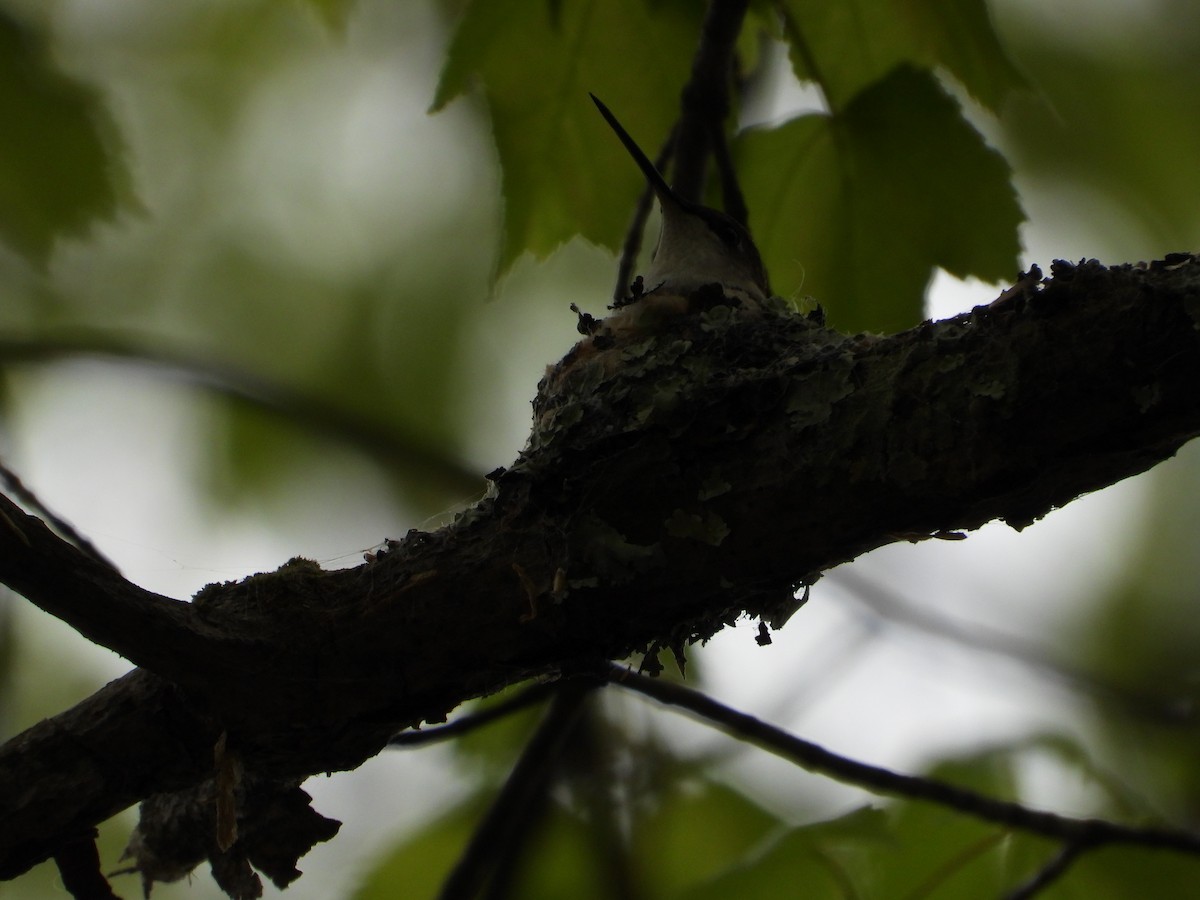 Ruby-throated Hummingbird - ML618851844