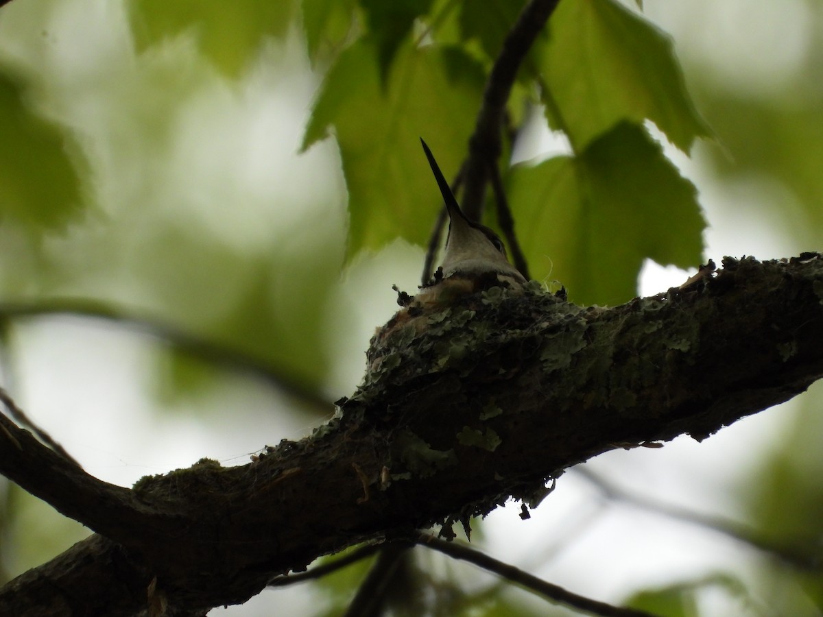Ruby-throated Hummingbird - ML618851847