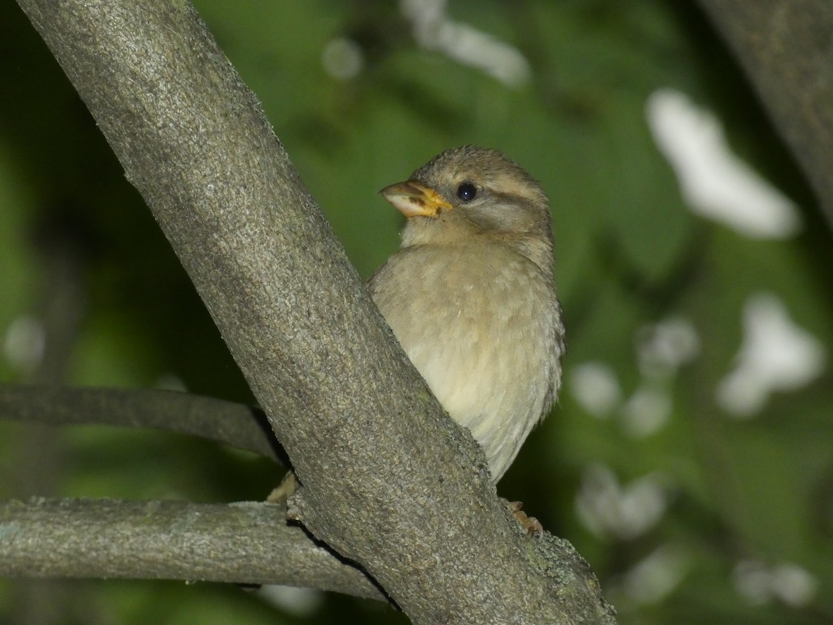 House Sparrow (Gray-cheeked) - ML618851851