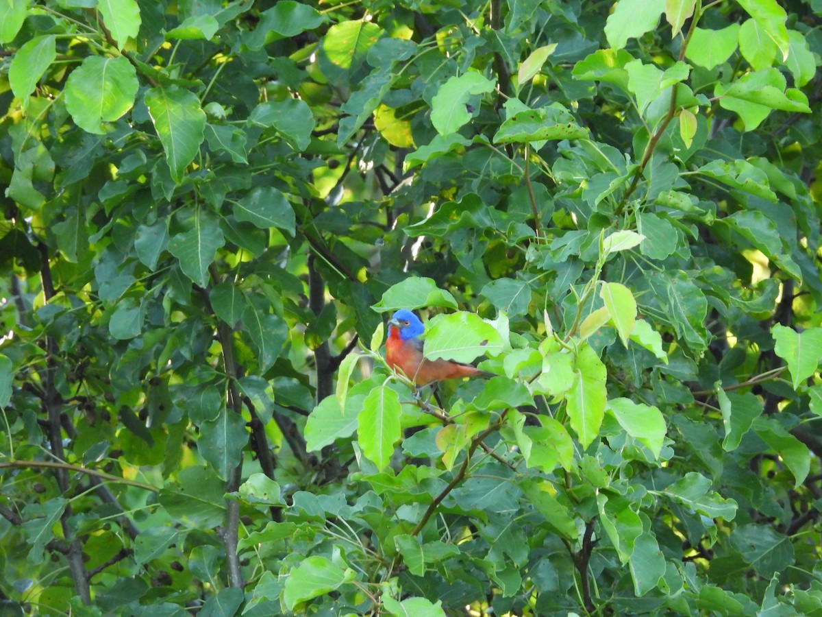 Painted Bunting - ML618851856