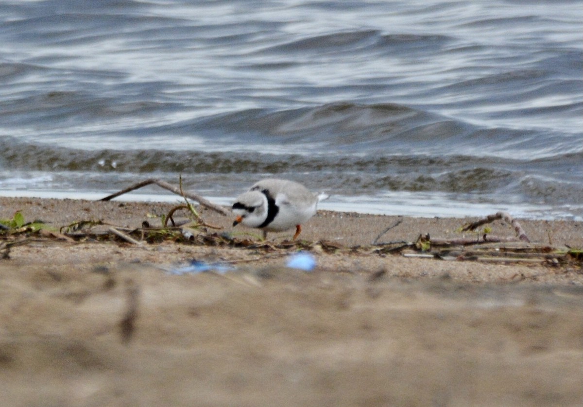 Piping Plover - ML618851869