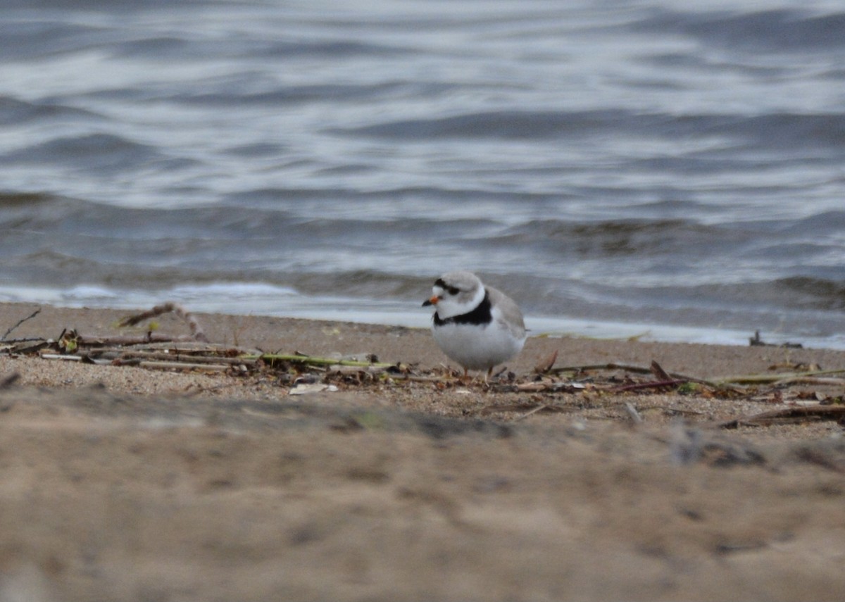 Piping Plover - ML618851870