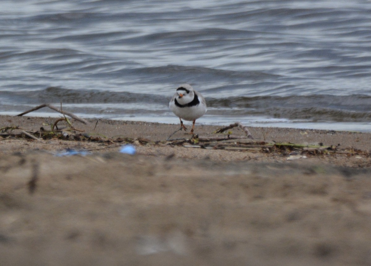 Piping Plover - ML618851871