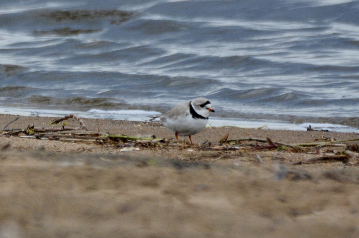 Piping Plover - ML618851872