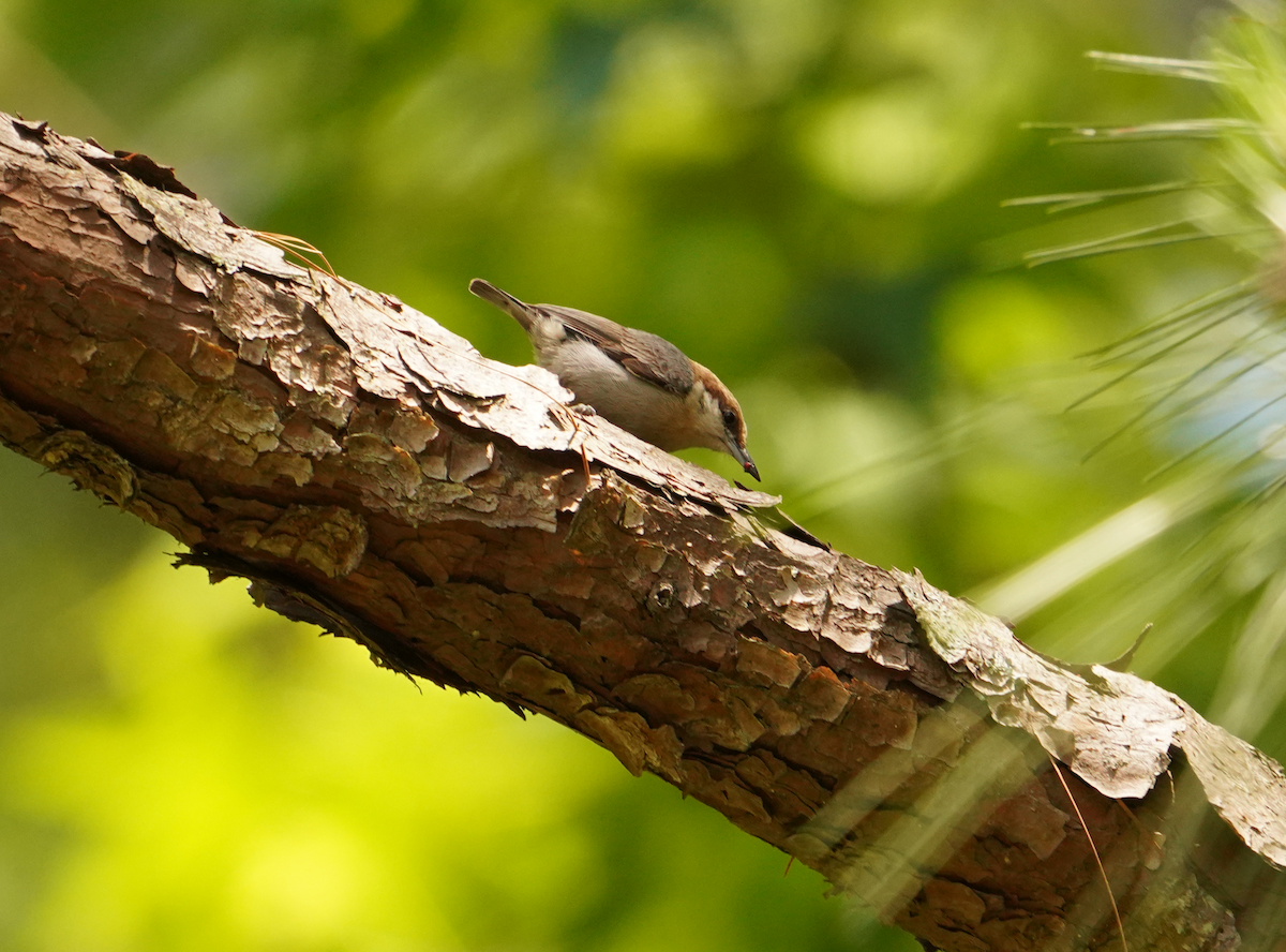 Brown-headed Nuthatch - ML618851882