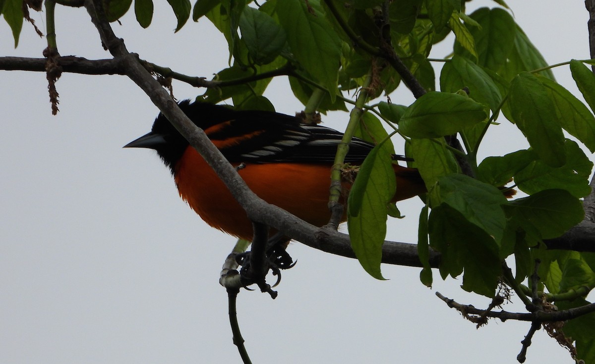 Orchard Oriole - ML618851896