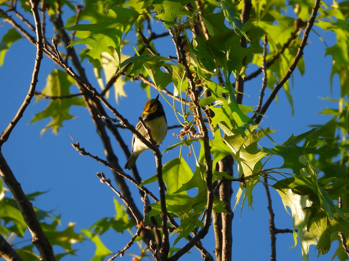 Black-throated Green Warbler - JamEs ParRis