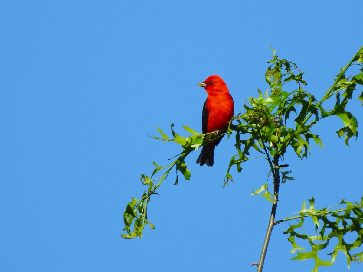 Scarlet Tanager - ML618851932