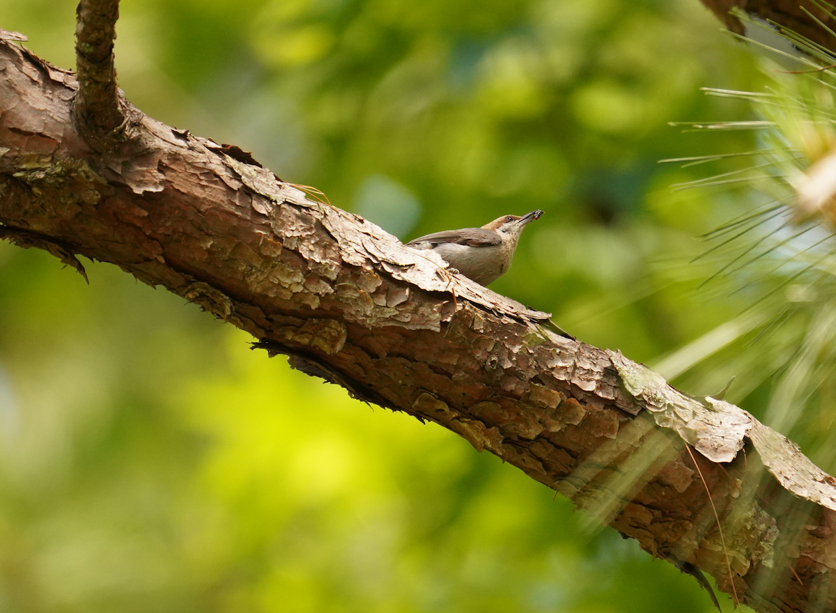 Brown-headed Nuthatch - Aaron T