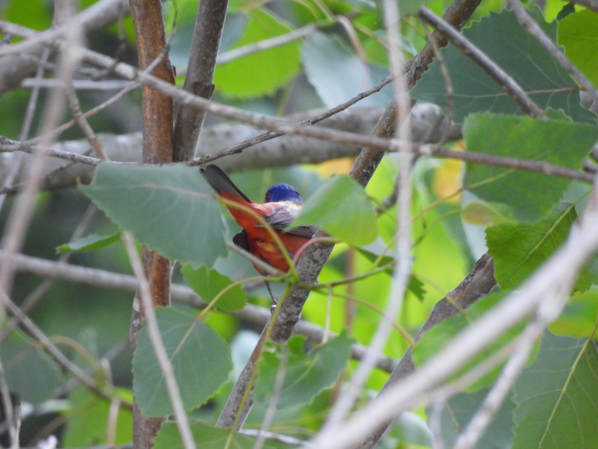 Painted Bunting - ML618851972