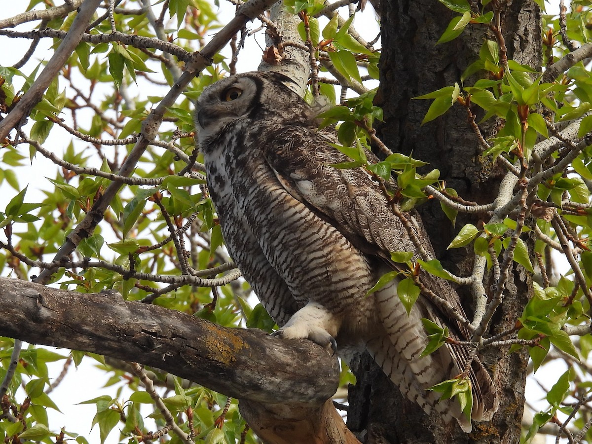 Great Horned Owl - ML618851987