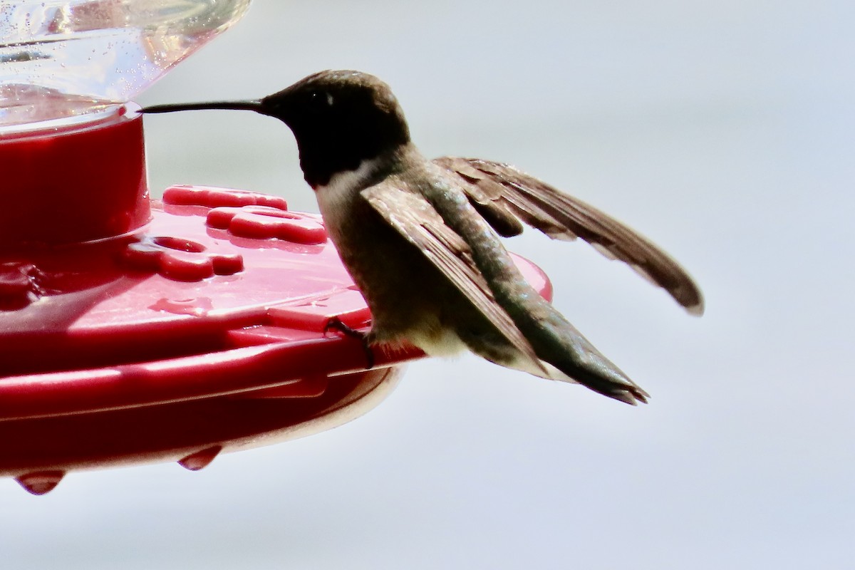 Black-chinned Hummingbird - Jonathan Montgomery