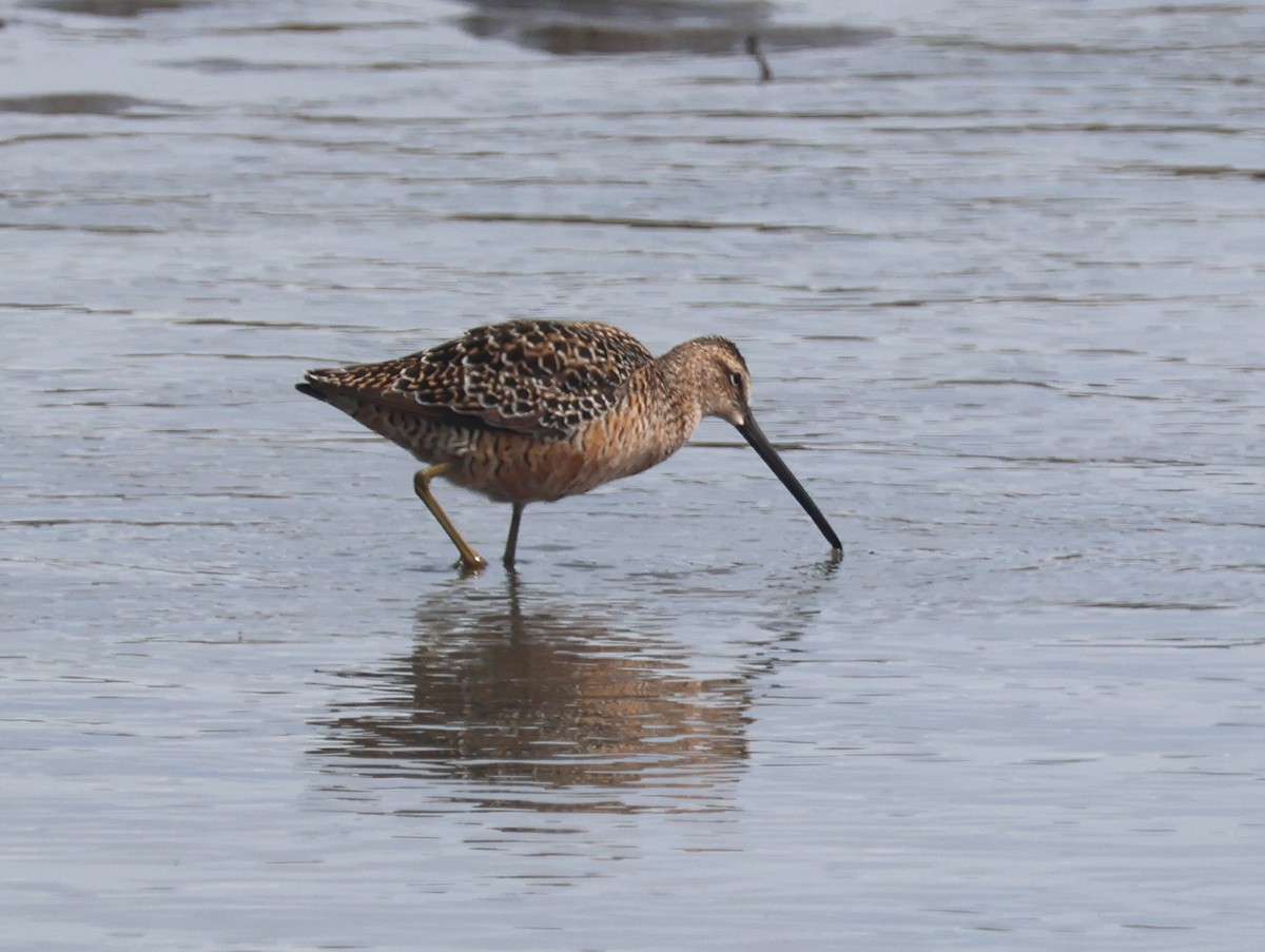 Long-billed Dowitcher - ML618852023