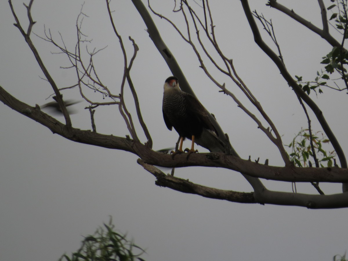 Crested Caracara (Southern) - ML618852039
