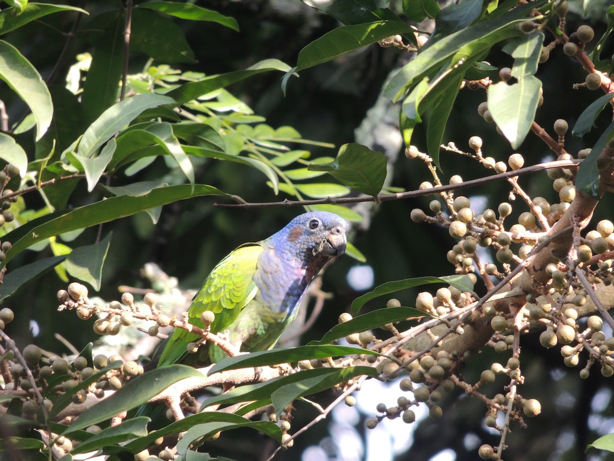 Blue-headed Parrot - ML618852050