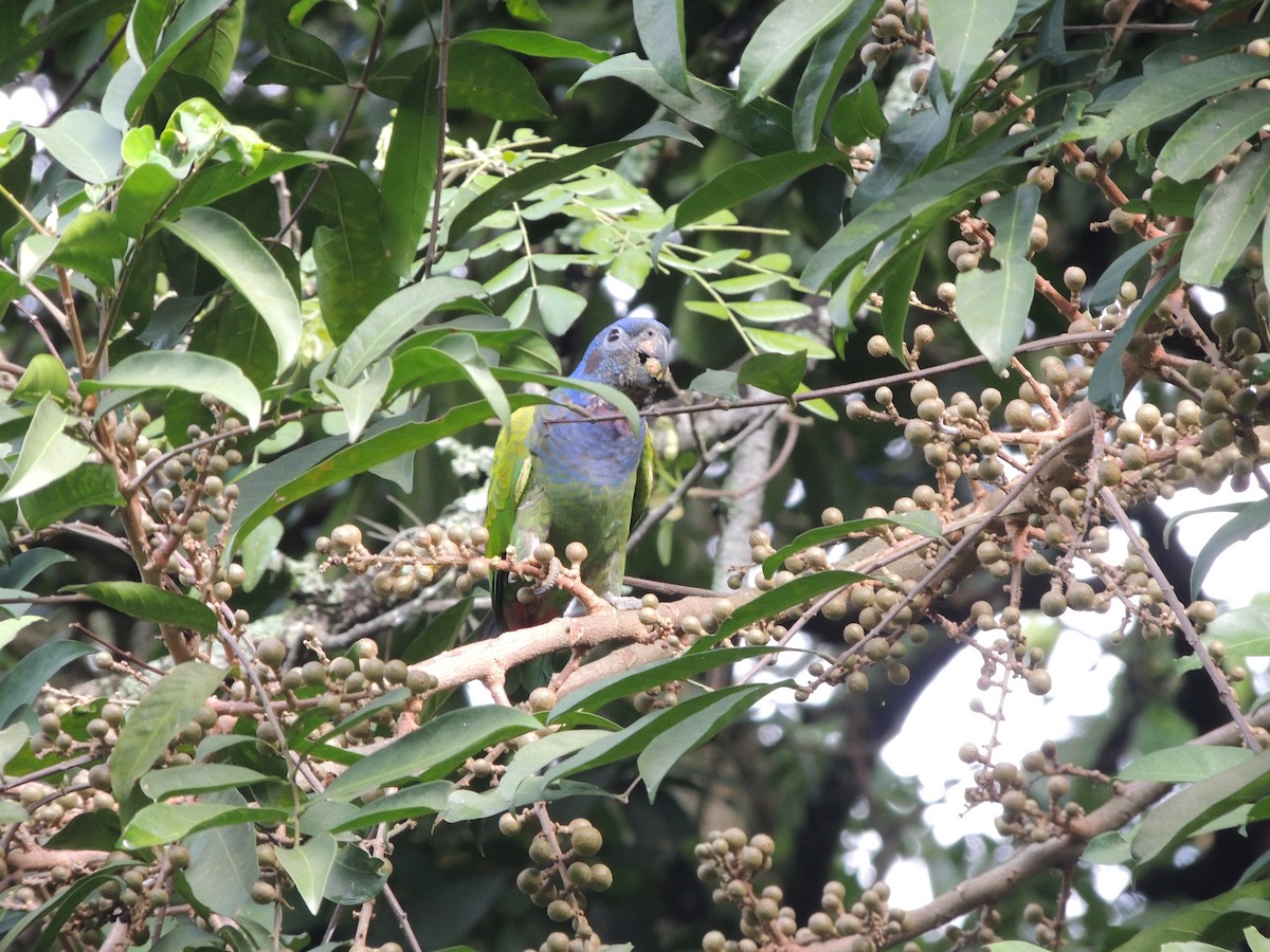 Blue-headed Parrot - ML618852051