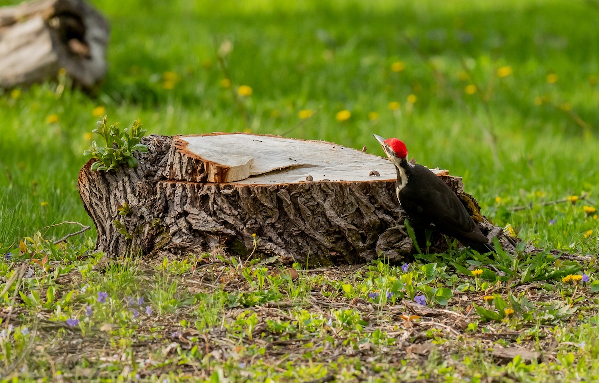 Pileated Woodpecker - ML618852068