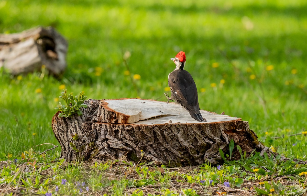 Pileated Woodpecker - ismael chavez