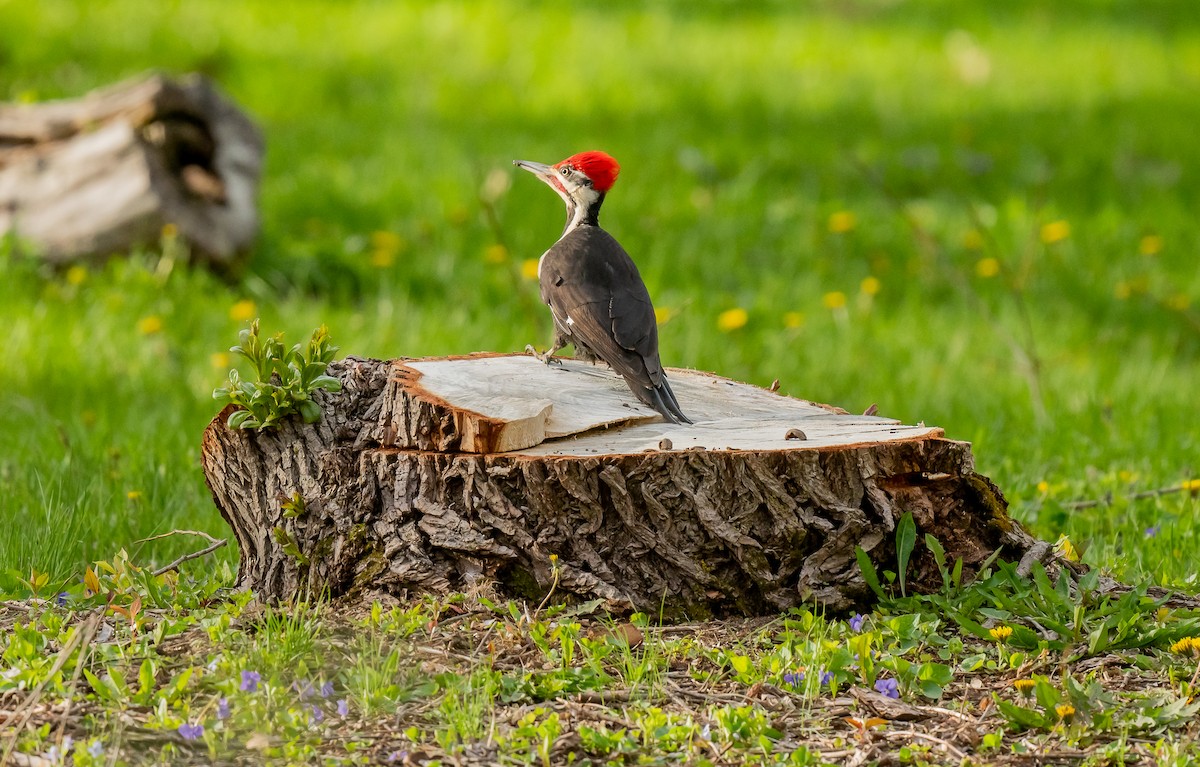 Pileated Woodpecker - ML618852070