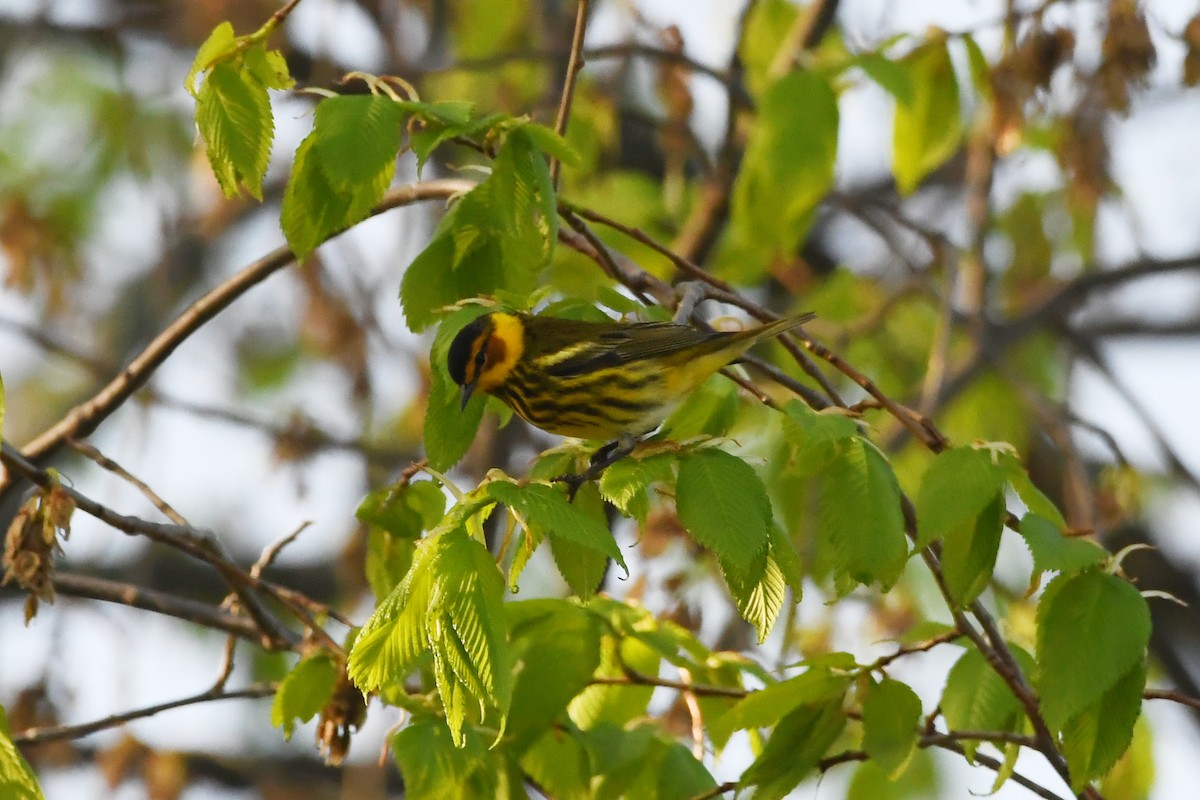 Cape May Warbler - ML618852083