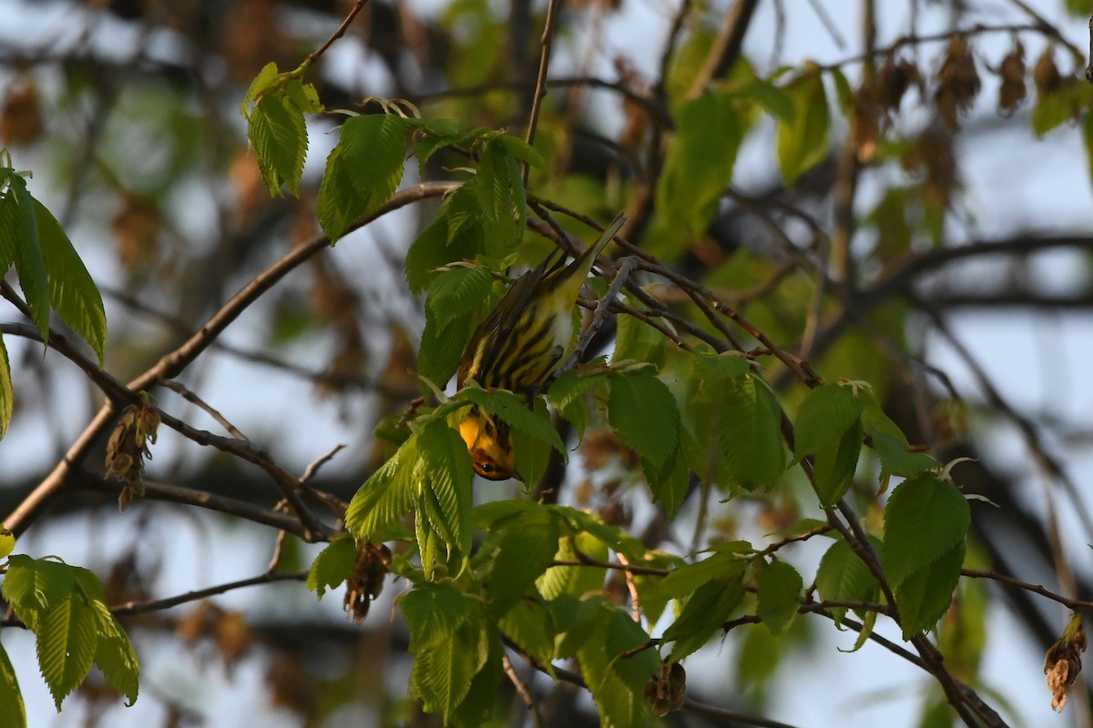 Cape May Warbler - ML618852091