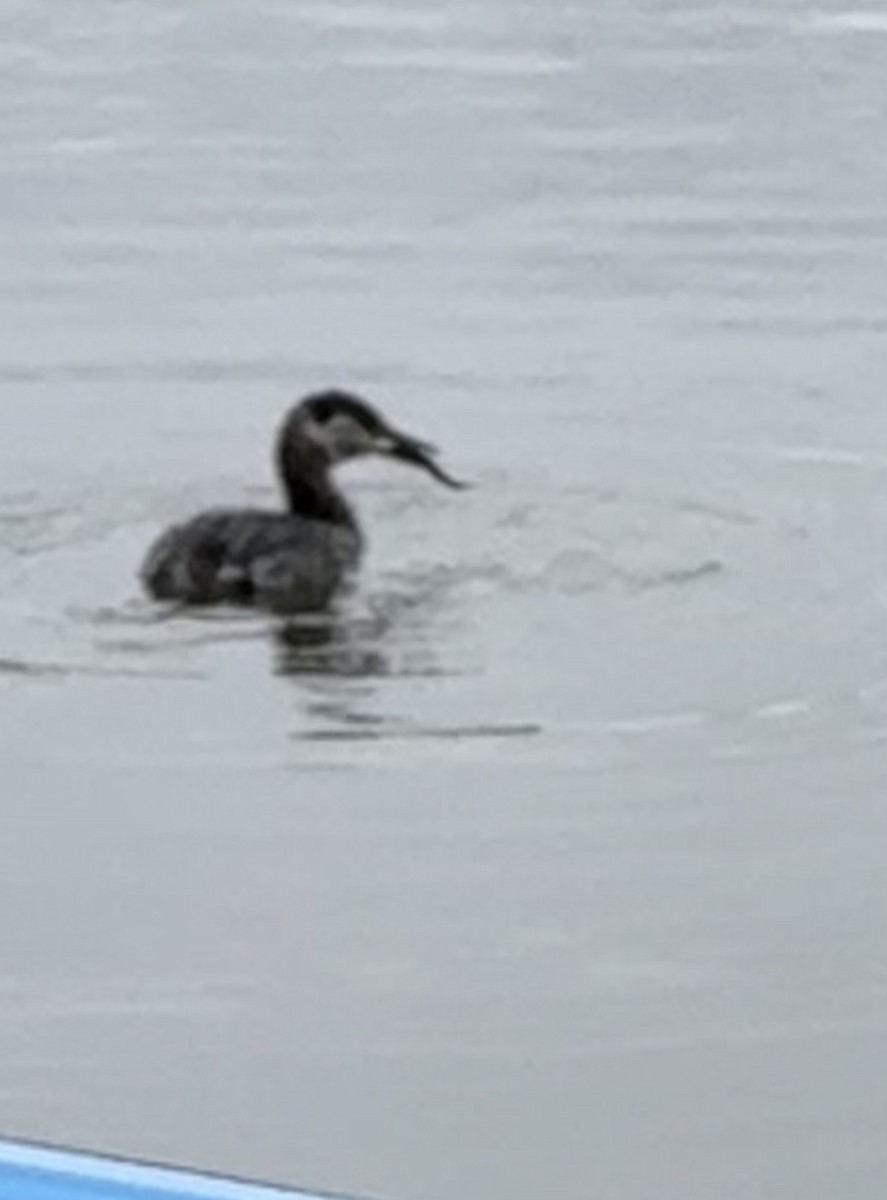 Red-necked Grebe - Anthony Newcomer