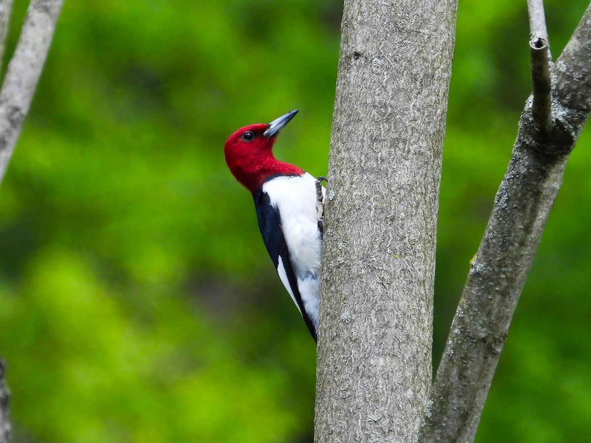 Red-headed Woodpecker - ML618852117