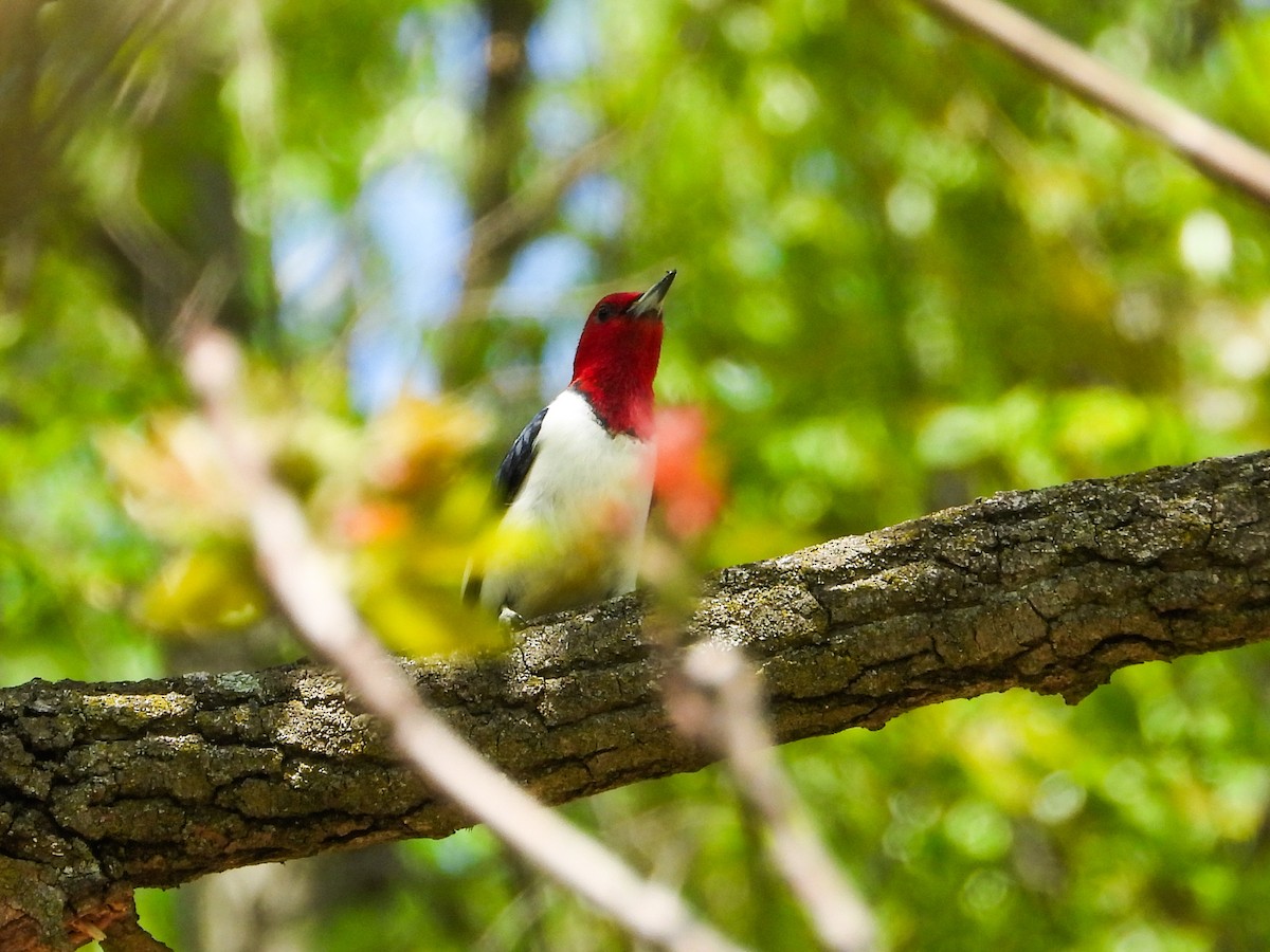 Red-headed Woodpecker - ML618852118