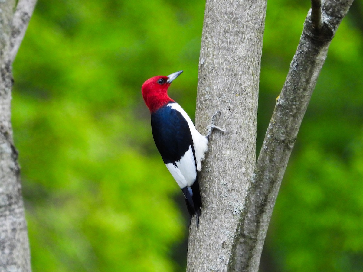 Red-headed Woodpecker - ML618852119