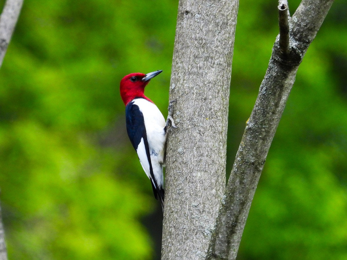 Red-headed Woodpecker - ML618852120
