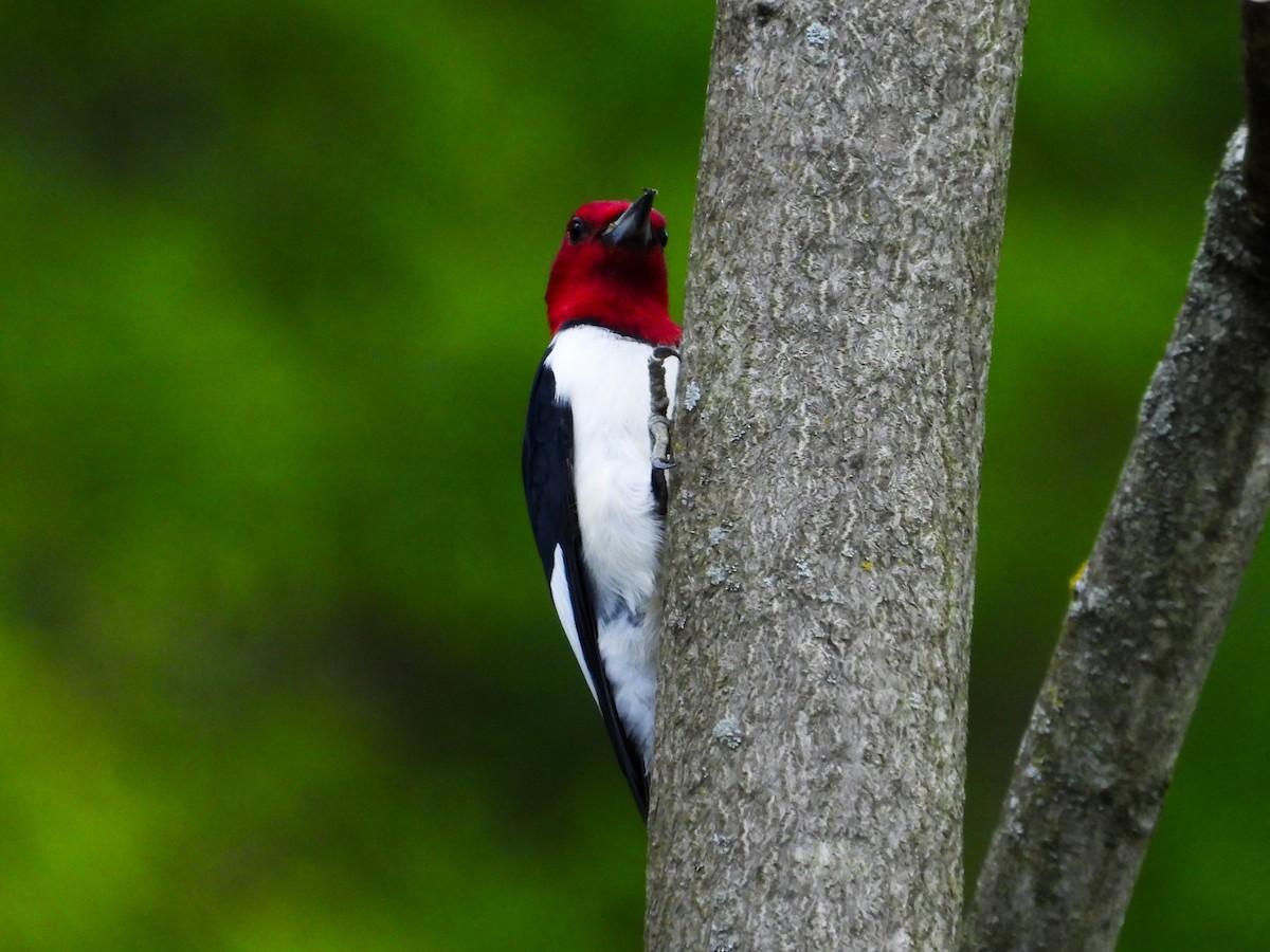 Red-headed Woodpecker - ML618852121