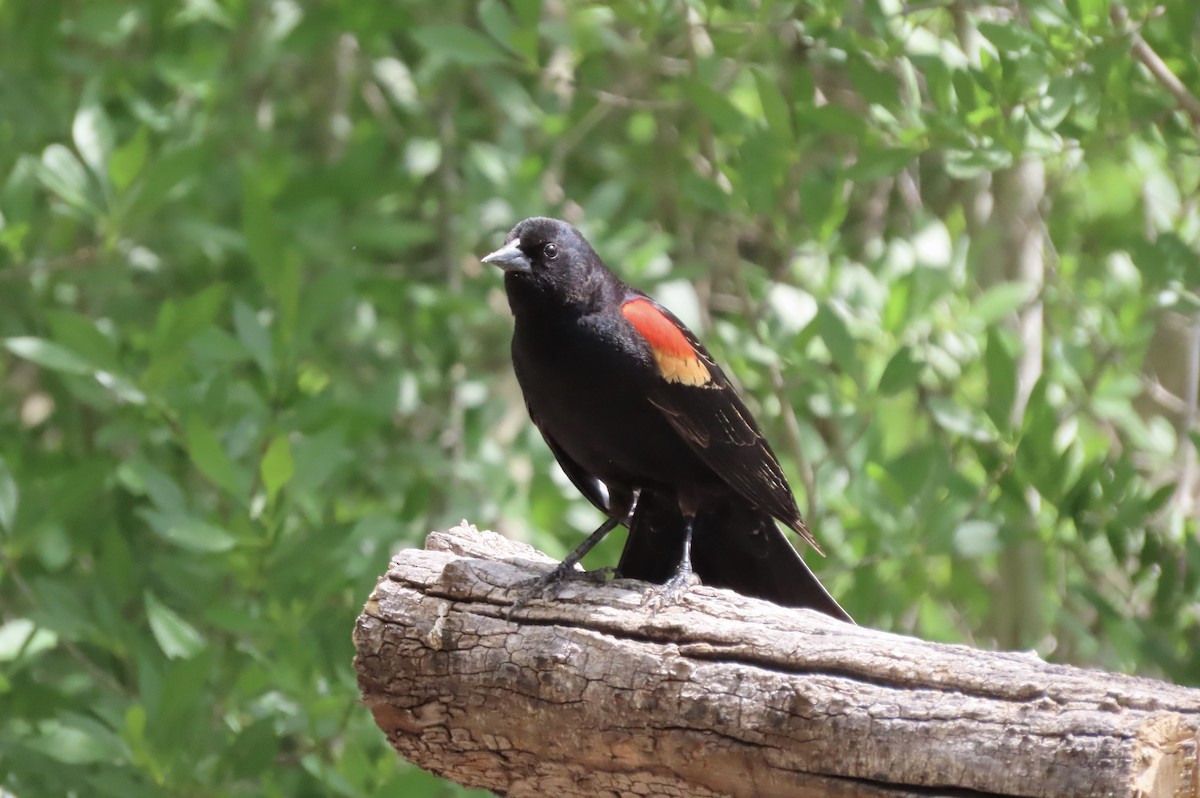 Red-winged Blackbird - ML618852165