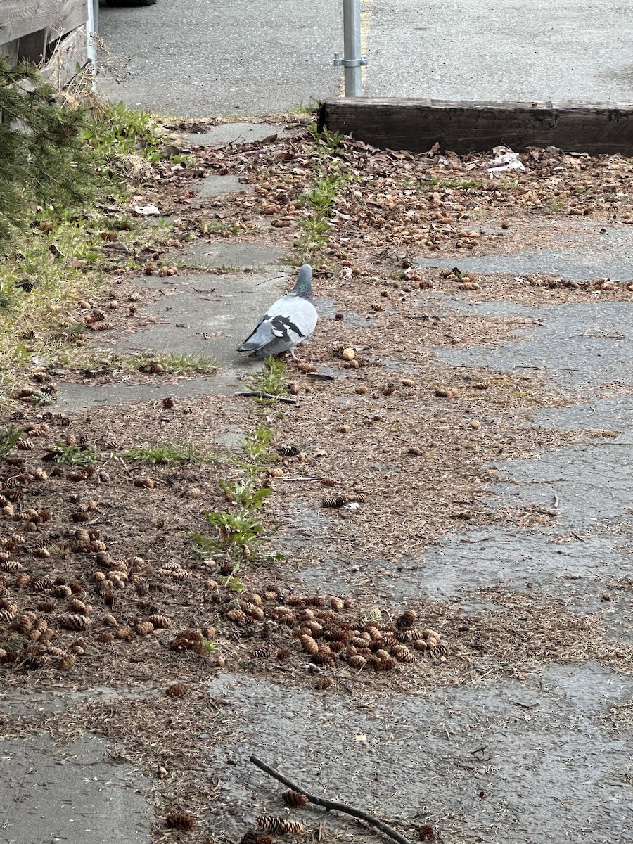 Rock Pigeon (Feral Pigeon) - ML618852200