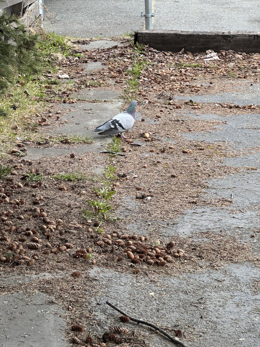 Rock Pigeon (Feral Pigeon) - ML618852201