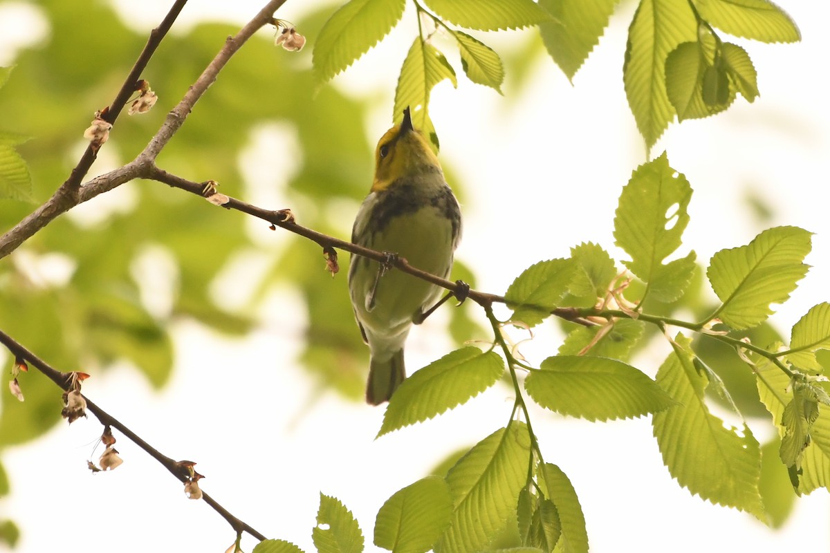 Black-throated Green Warbler - ML618852224