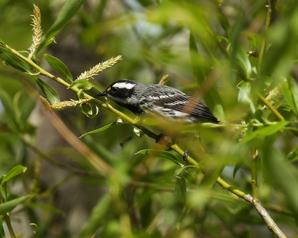 Black-throated Gray Warbler - ML618852245