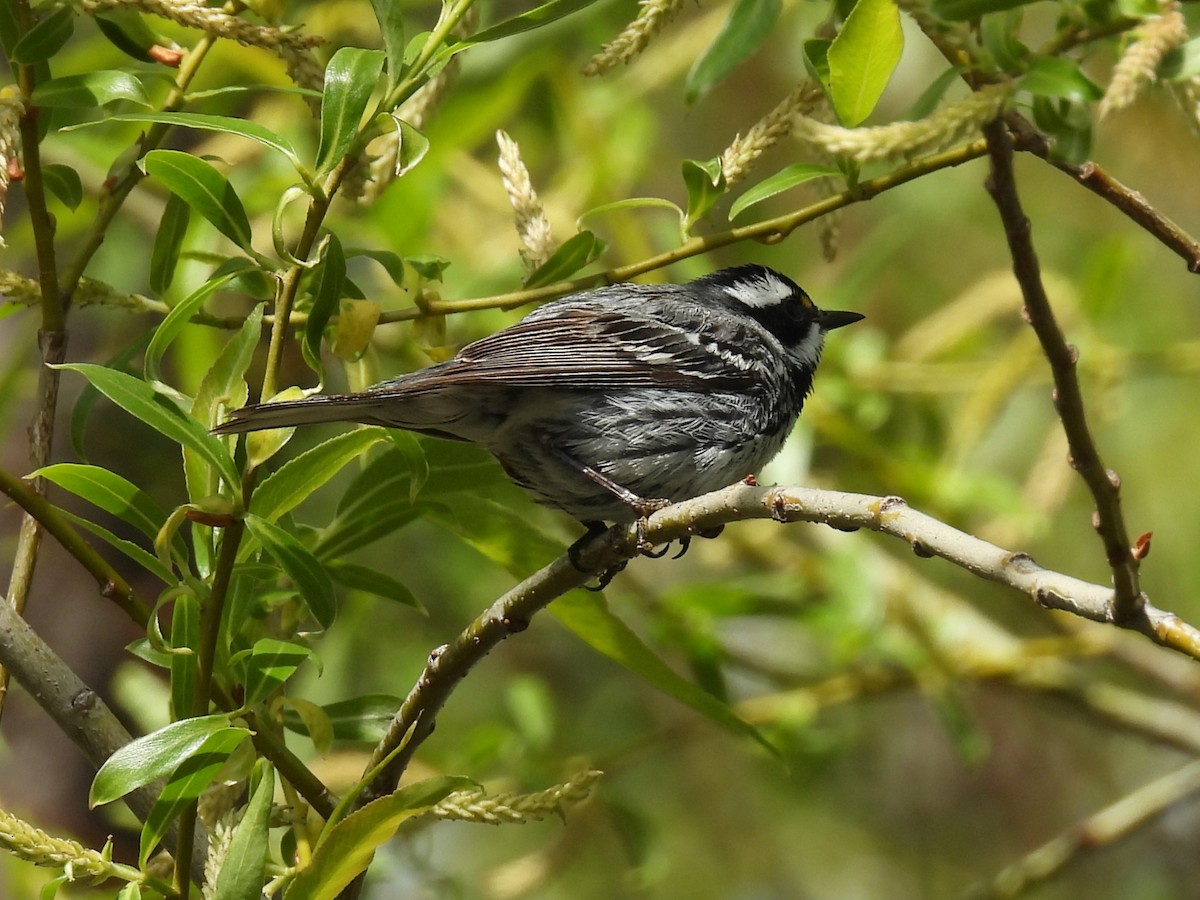 Black-throated Gray Warbler - ML618852246