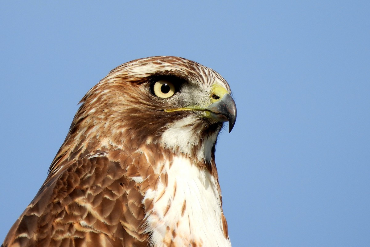 Red-tailed Hawk - Brad Vissia