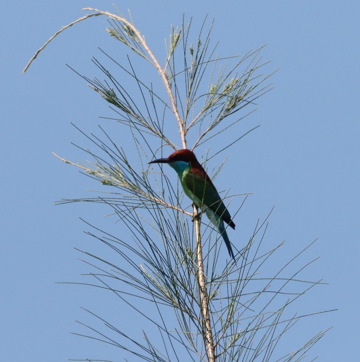 Blue-throated Bee-eater - ML618852368
